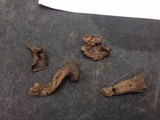 Craterellus foetidus image