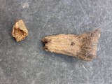 Craterellus foetidus image