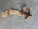 Craterellus foetidus image