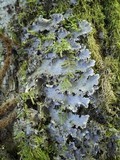Peltigera praetextata image