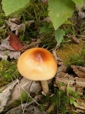 Amanita amerifulva image