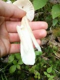 Amanita amerifulva image