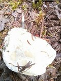 Hydnellum suaveolens image