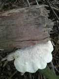 Tyromyces chioneus image