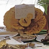 Bondarzewia berkeleyi image