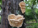 Sarcodontia pachyodon image