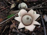 Geastrum velutinum image