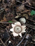 Geastrum velutinum image