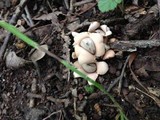 Geastrum velutinum image