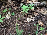 Geastrum velutinum image