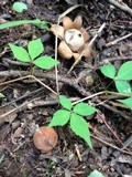 Geastrum velutinum image