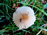 Parasola plicatilis image