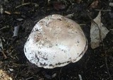 Agaricus bitorquis image