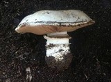 Agaricus bitorquis image