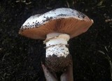 Agaricus bitorquis image