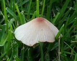 Bolbitius lacteus image