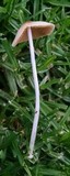 Bolbitius lacteus image