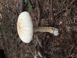 Amanita rhopalopus image