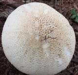 Amanita rhopalopus image