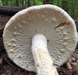 Amanita rhopalopus image