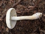 Amanita rhopalopus image