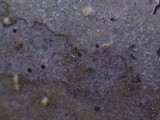 Arthopyrenia analepta image