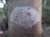 Arthopyrenia analepta image
