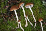 Psathyrella longistriata image