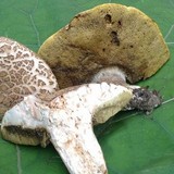 Boletus variipes image