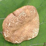 Boletus variipes image