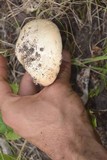 Amanita populiphila image