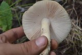 Amanita populiphila image