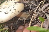 Amanita populiphila image