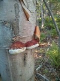 Fomitopsis mounceae image