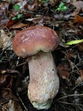 Boletus subcaerulescens image