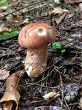 Boletus subcaerulescens image
