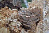 Pleurotus populinus image