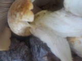 Neolentinus lepideus image