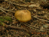 Cortinarius clandestinus image