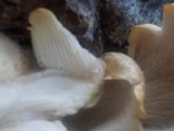 Neolentinus lepideus image