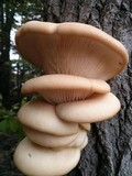 Pleurotus populinus image