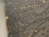 Craterellus foetidus image