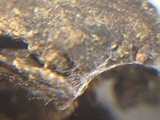 Craterellus foetidus image