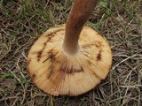 Lactarius volemus image