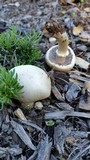 Stropharia coronilla image