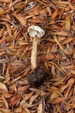 Battarrea phalloides image