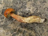 Boletus longicurvipes image