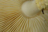 Floccularia luteovirens image