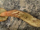Boletus longicurvipes image