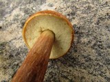 Boletus longicurvipes image